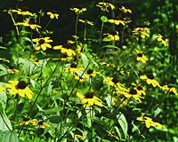The black-eyed Susan, gloriosa daisy or yellow oxeye daisy is the commonest wildflower in this country.