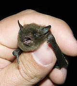 Indiana Bat