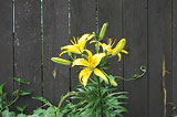 Garden Lily